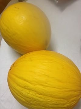 Yellow Melon Cucumis melo seeds for garden planting